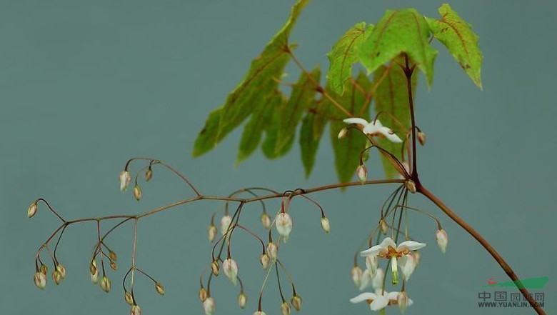 長(cháng)蕊淫羊藿