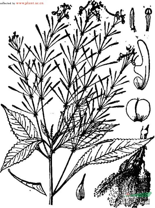 輻射鳳仙花 