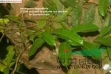 悶奶果