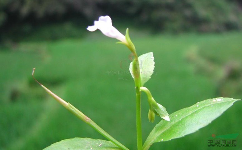 長(cháng)蒴母草