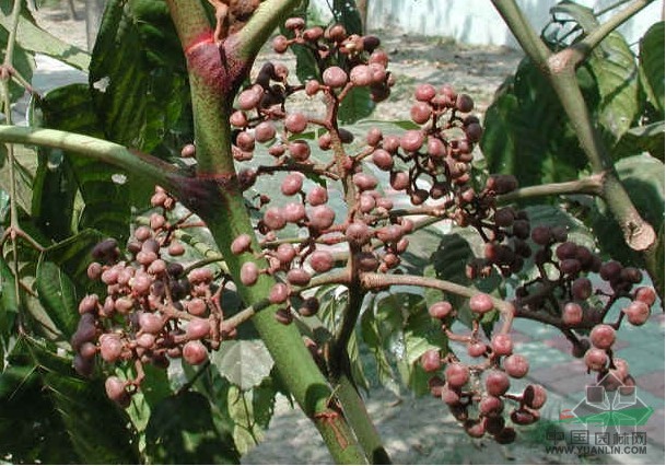 菲律賓火筒樹(shù)
