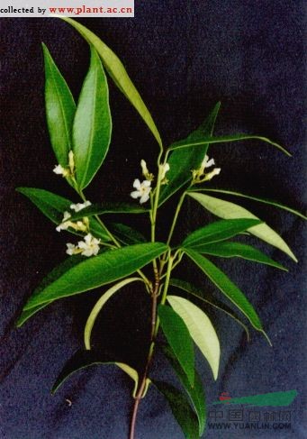短柱絡(luò )石