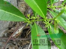 貴州絡(luò )石