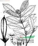 紫花絡(luò )石
