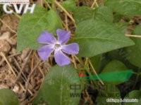 蔓長(cháng)春花 攀纏長(cháng)春花