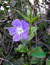 小蔓長(cháng)春花