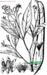 藍樹(shù)