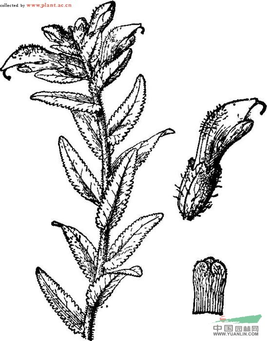 長(cháng)舟馬先蒿