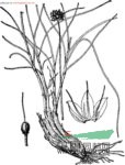 長(cháng)喙蔥