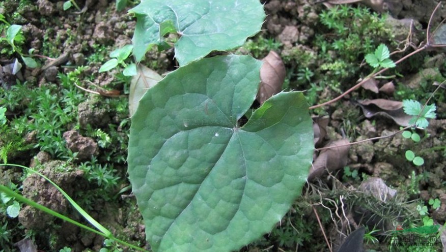 黔嶺淫羊藿 