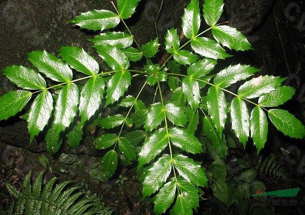 長(cháng)苞十大功勞
