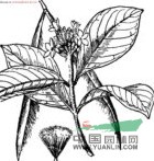 長(cháng)萼鹿角藤
