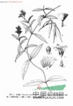 樂(lè )東藤