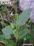 狹長(cháng)花沙參