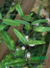 長(cháng)葉蛇王藤