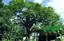 見(jiàn)血封喉