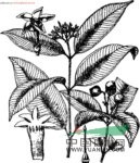 仔欖樹(shù)