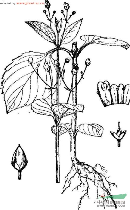 長(cháng)梗玄參