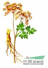 青海當歸 麻母、獨活、白芷