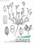 長(cháng)白柴胡