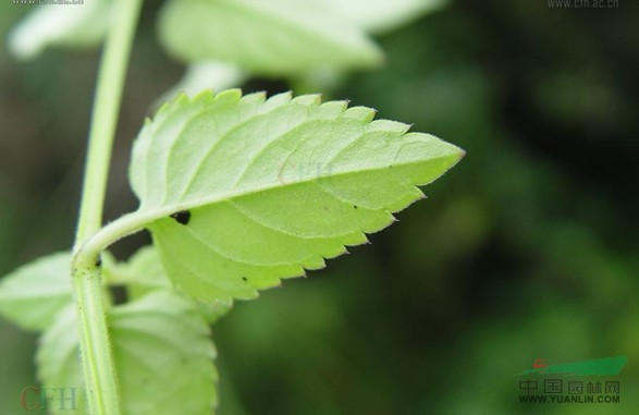 長(cháng)葉蝴蝶草