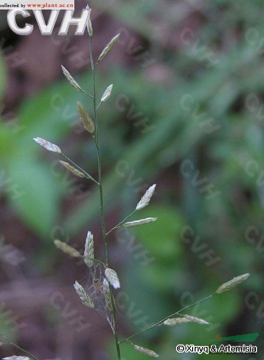 小畫(huà)眉草