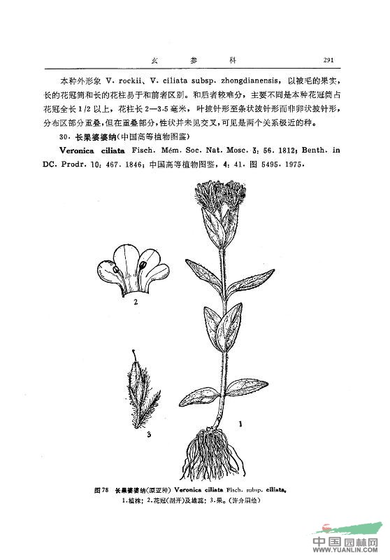 長(cháng)果婆婆納(原亞種)