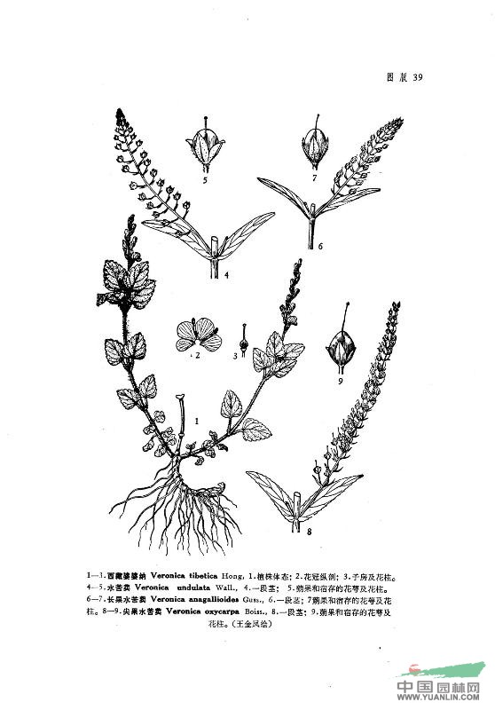 長(cháng)果水苦荬
