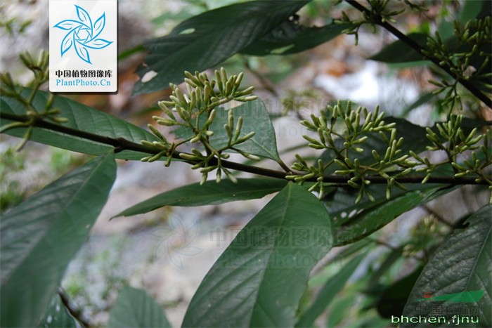 多毛茜草樹(shù)