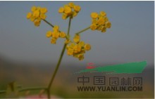 線(xiàn)葉柴胡