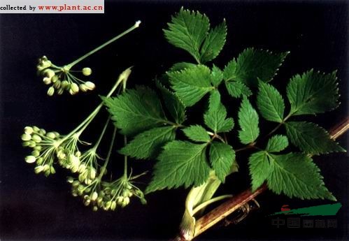 長(cháng)白高山芹