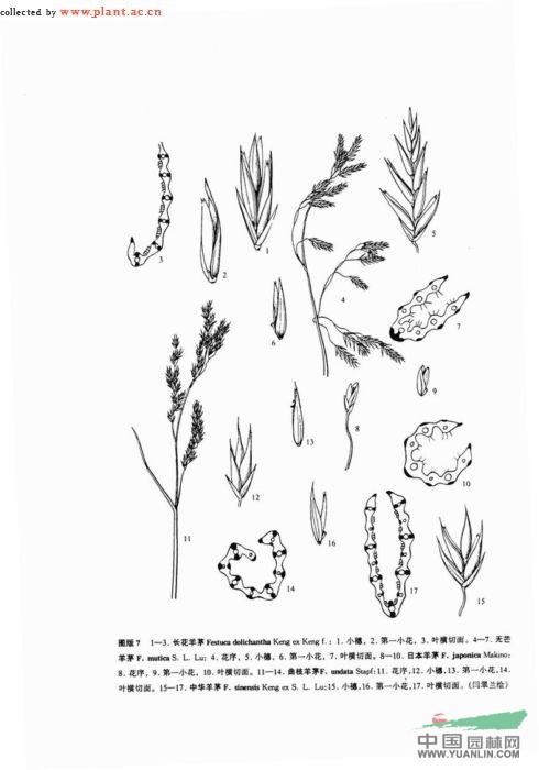 日本羊茅