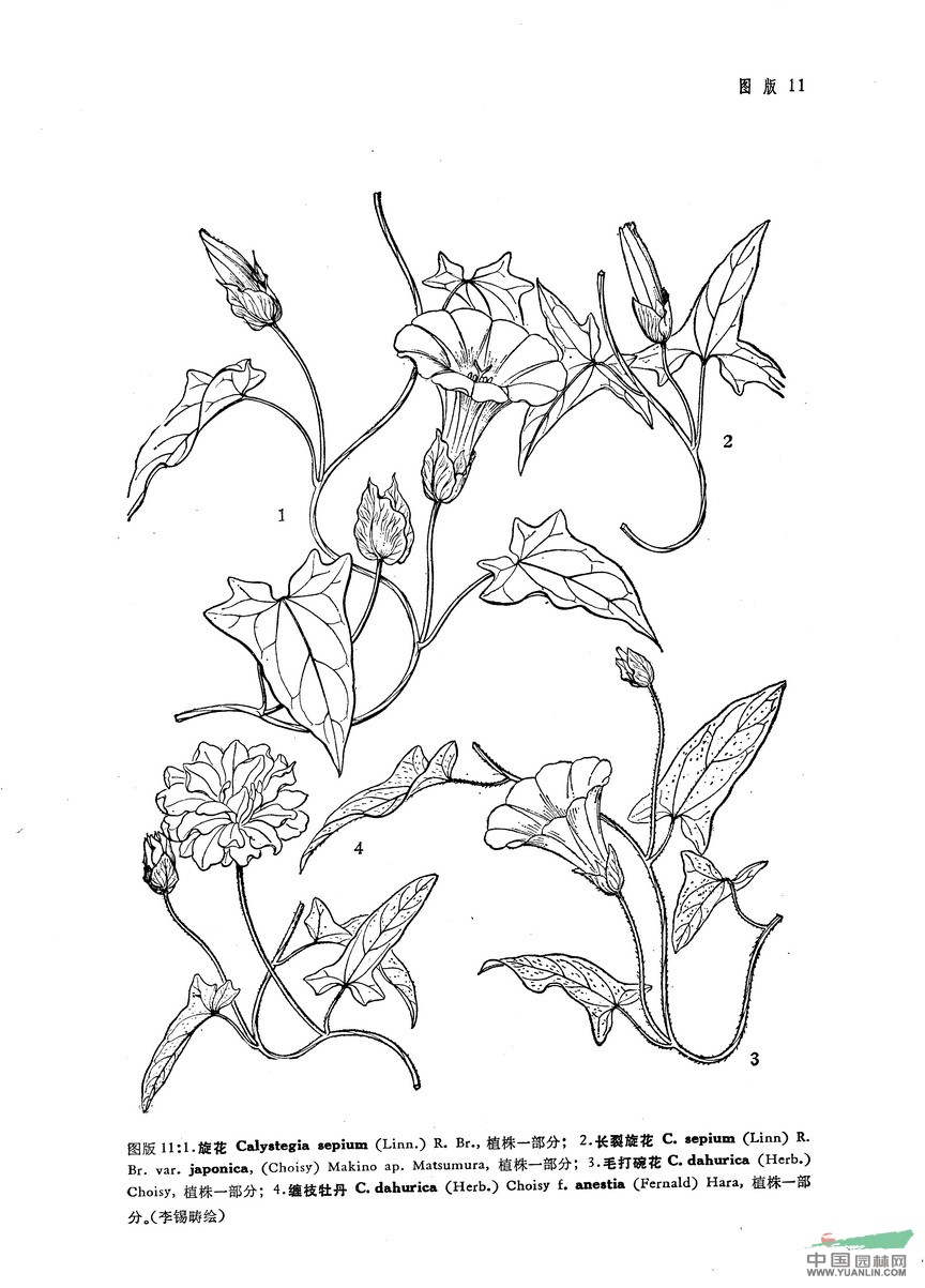 長(cháng)裂旋花