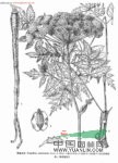 峨眉當歸