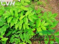 茂汶當歸