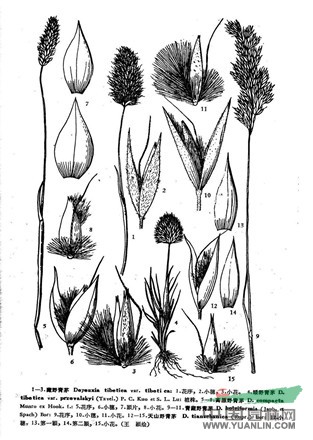藏野青茅(原變種)
