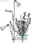 長(cháng)花黨參