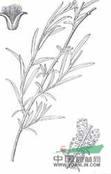 長(cháng)果柄青楊