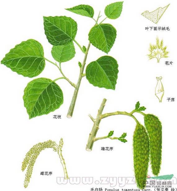 毛白楊