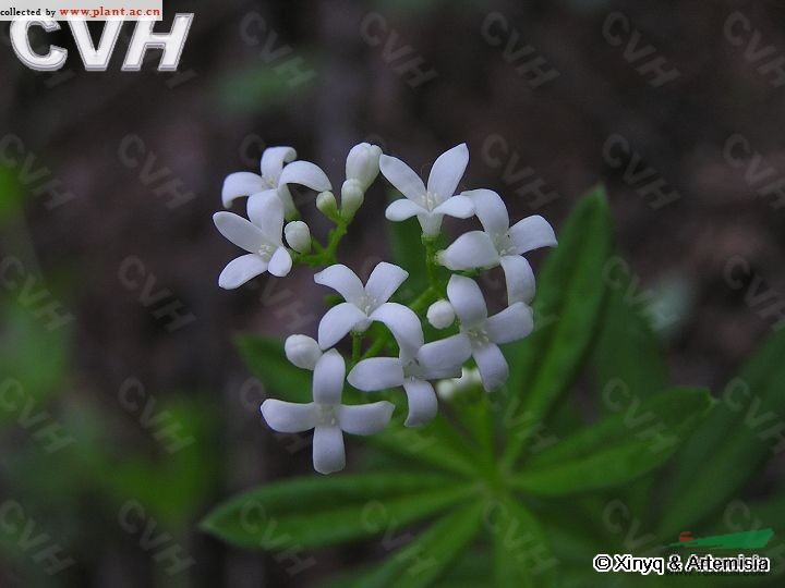 車(chē)軸草