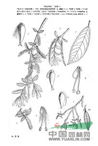 長(cháng)花柳(原變種)