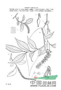 長(cháng)梗柳(原變種)