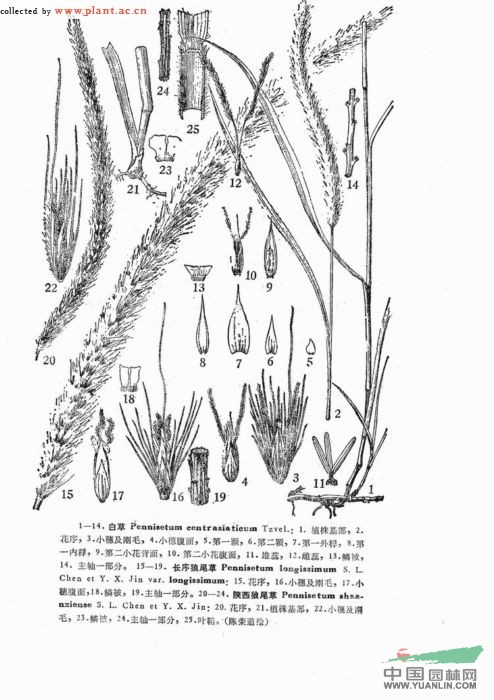 長(cháng)序狼尾草