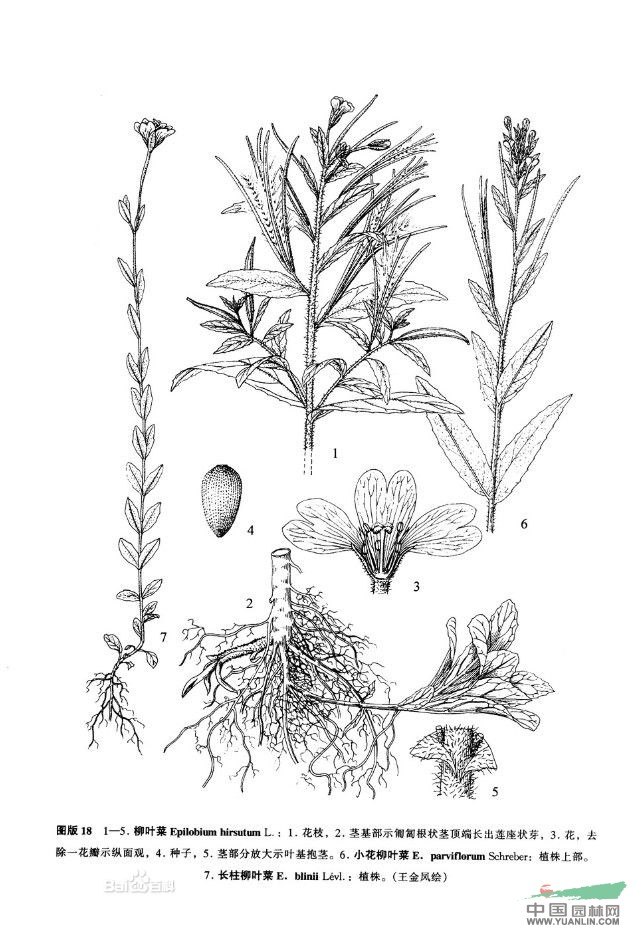 長(cháng)柱柳