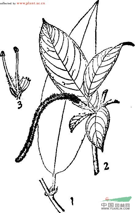 長(cháng)葉柳