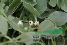 長(cháng)梗駝蹄瓣