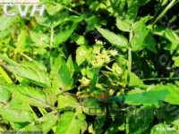 卵葉水芹