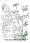 線(xiàn)葉水芹