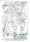 菱葉茴芹