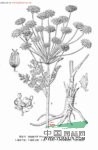 雞冠棱子芹